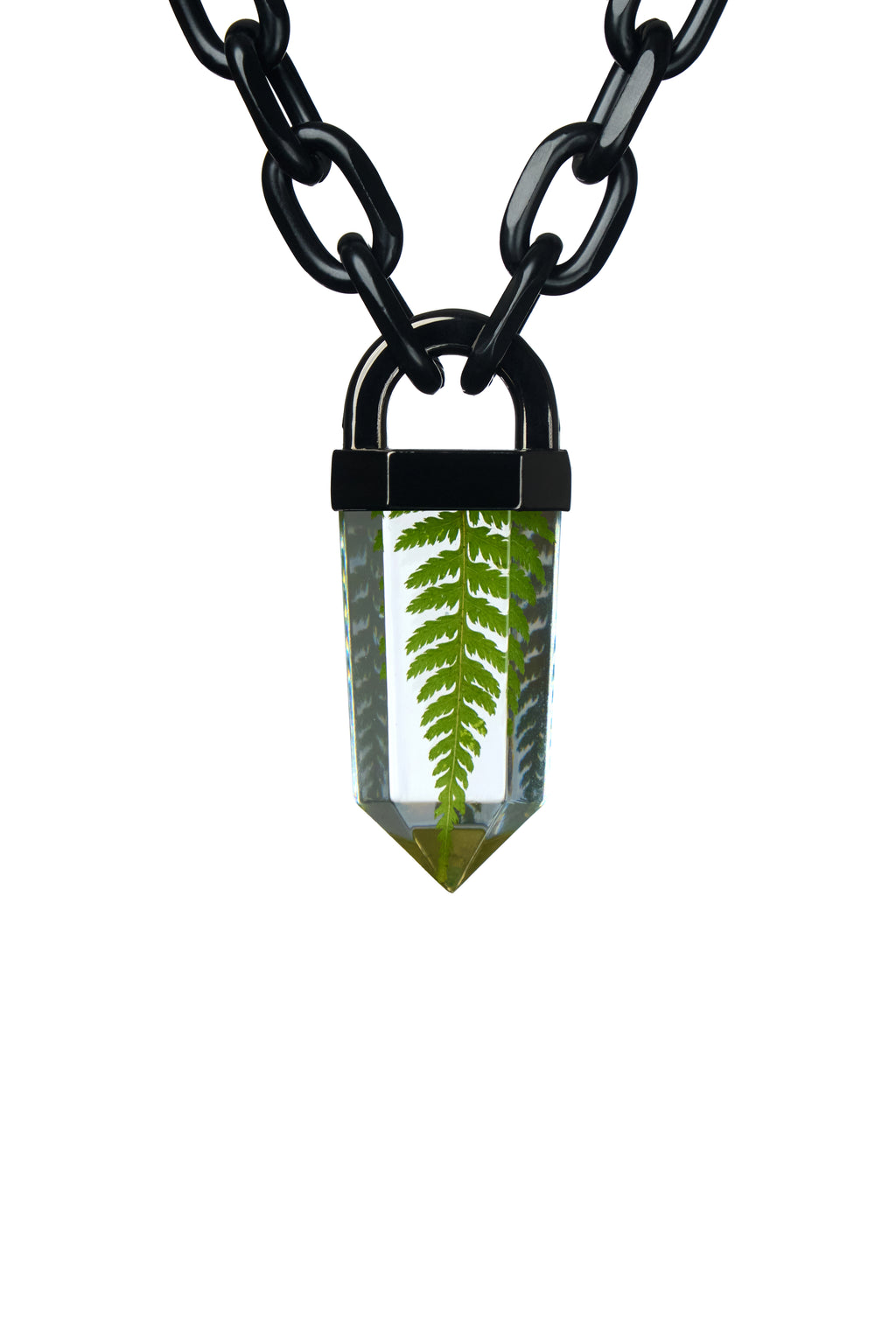 Fern