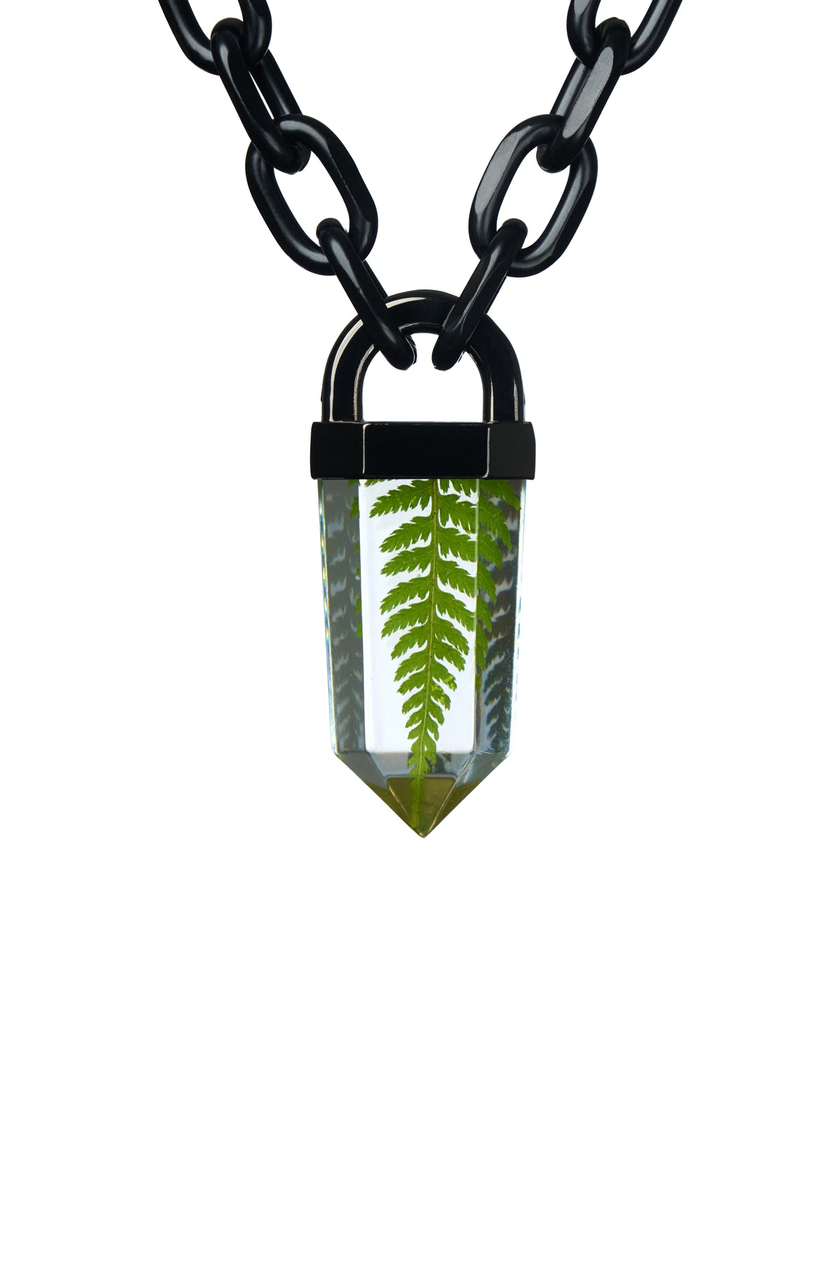 Fern