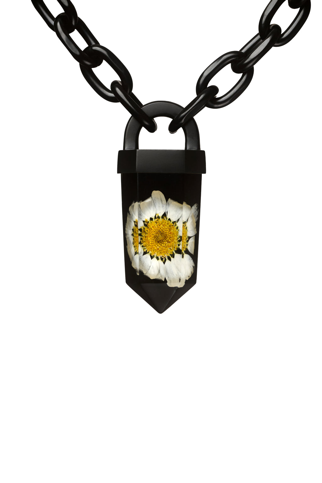 Daisy