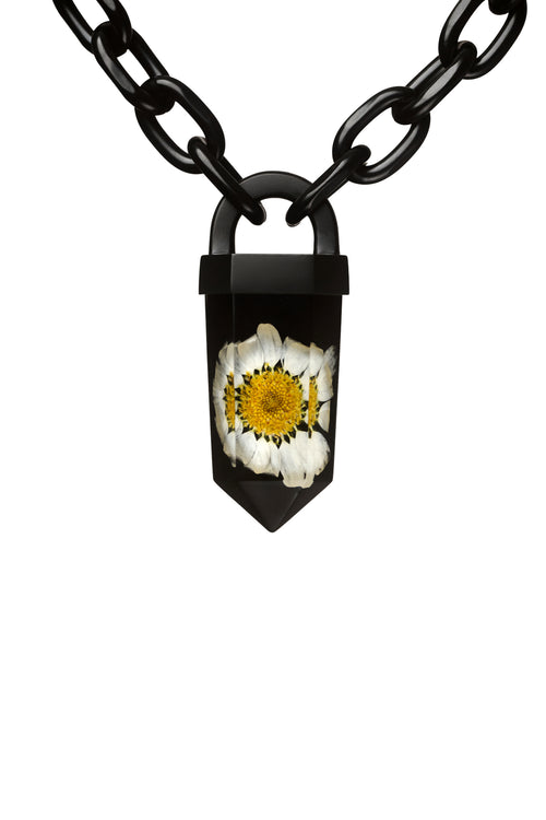 Daisy